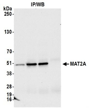 Rabbit anti-MAT2A Antibody