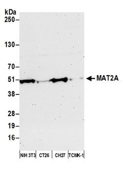 Rabbit anti-MAT2A Antibody