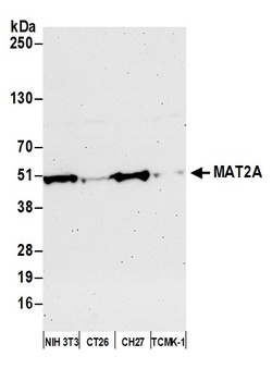 MAT2A Antibody