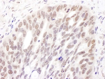 Rabbit anti-DNMT3A Antibody