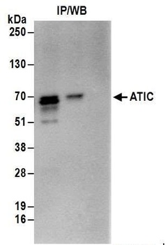 ATIC Antibody