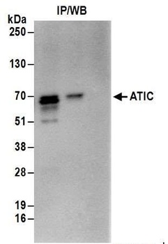 Rabbit anti-ATIC Antibody