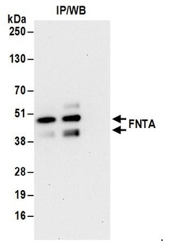 FNTA Antibody