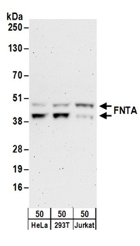 Rabbit anti-FNTA Antibody