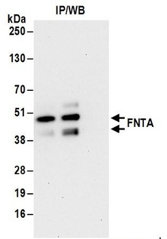 Rabbit anti-FNTA Antibody