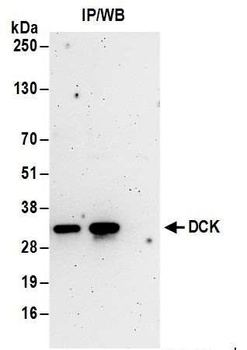 Rabbit anti-DCK Antibody