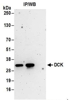 DCK Antibody