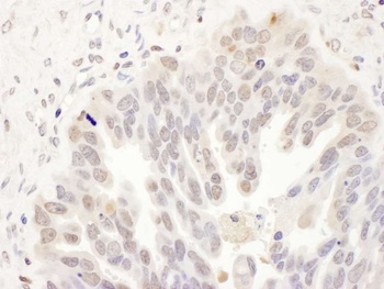 Rabbit anti-DCK Antibody