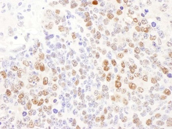 Rabbit anti-DCK Antibody