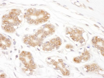 Rabbit anti-RPN2 Antibody
