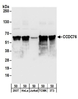 Rabbit anti-CCDC76 Antibody