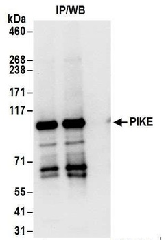 Rabbit anti-PIKE Antibody