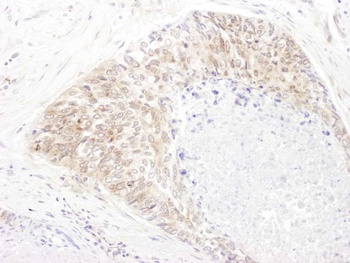 Rabbit anti-SHMT1 Antibody
