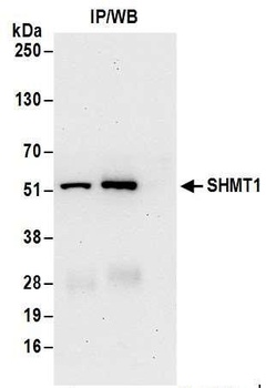 SHMT1 Antibody