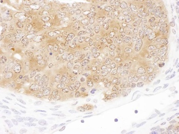 Rabbit anti-SHMT1 Antibody