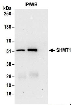 Rabbit anti-SHMT1 Antibody