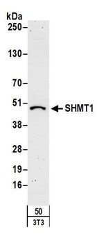 Rabbit anti-SHMT1 Antibody