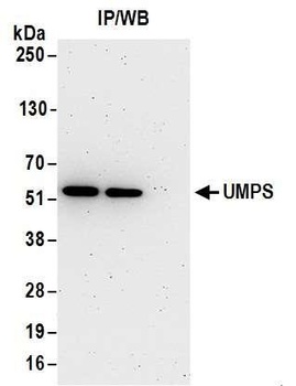 UMPS Antibody