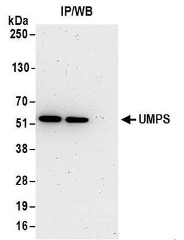 Rabbit anti-UMPS Antibody