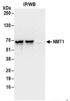Rabbit anti-NMT1 Antibody