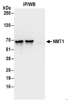 Rabbit anti-NMT1 Antibody