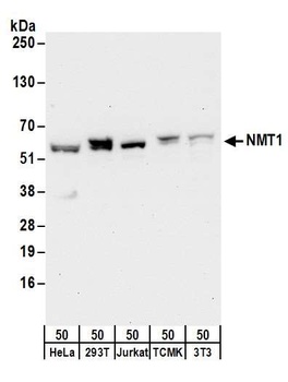 Rabbit anti-NMT1 Antibody