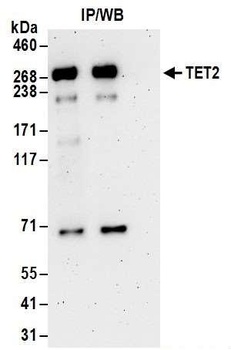 Rabbit anti-TET2 Antibody