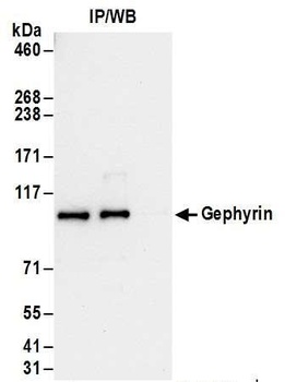 Gephyrin Antibody