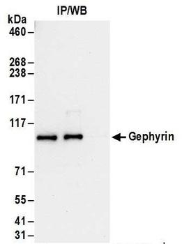 Rabbit anti-Gephyrin Antibody