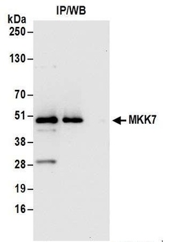 MKK7 Antibody