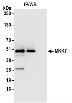 Rabbit anti-MKK7 Antibody