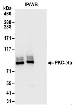 Rabbit anti-PKC-eta Antibody