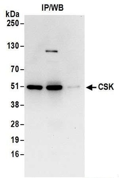 Rabbit CSK Antibody