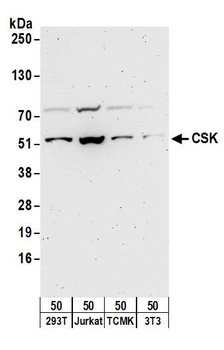 Rabbit CSK Antibody