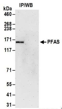 PFAS Antibody