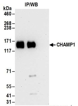 Rabbit anti-CHAMP1 Antibody