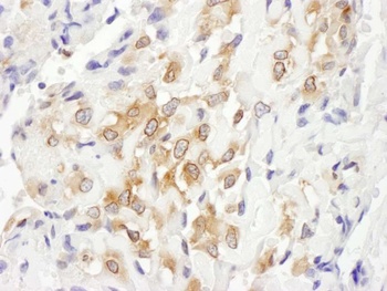 Septin 7 Antibody