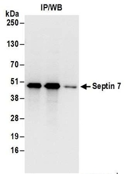 Septin 7 Antibody