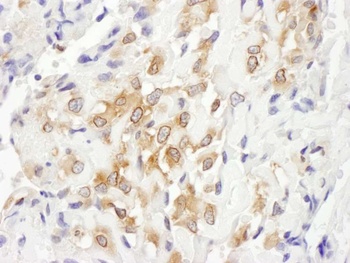 Rabbit anti-Septin 7 Antibody