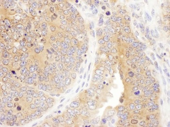 Rabbit anti-Septin 7 Antibody