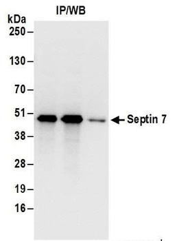 Rabbit anti-Septin 7 Antibody