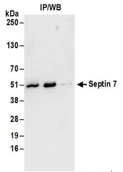 Septin 7 Antibody