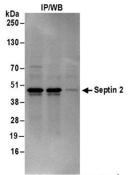 Septin 2 Antibody