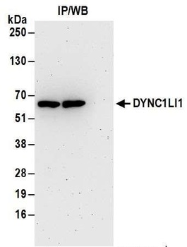 DYNC1LI1 Antibody
