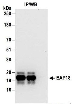 BAP18 Antibody