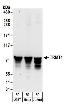 Rabbit TRMT1 Antibody