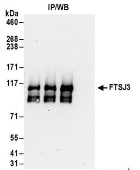 FTSJ3 Antibody