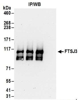 Rabbit anti-FTSJ3 Antibody