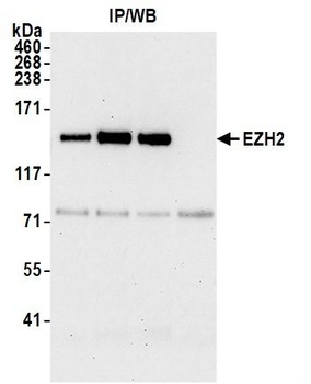 Rabbit anti-EZH2 Antibody