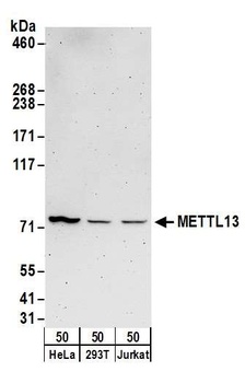 Rabbit METTL13 Antibody